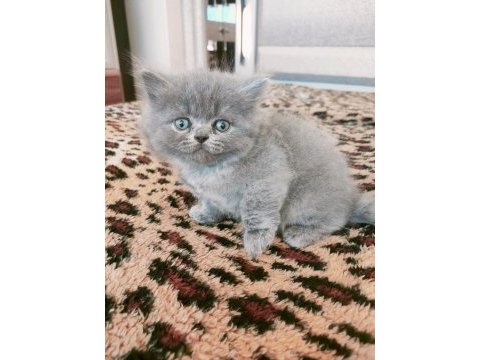 British longhair kedimiz 1,5 aylık