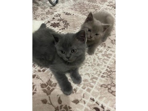 Mama karşılığı british shorthair erkek yavru