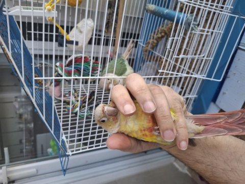 Evcil konur papağanlar