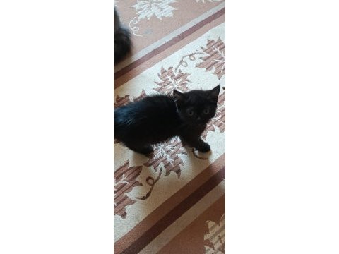 British shorthair kedim