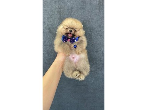 Pomeranian orjinal köpekler
