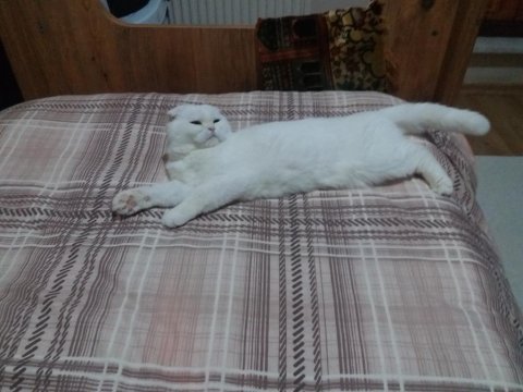 Scottish fold kızımıza yuva aile ariyoruz