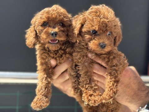 Petmode köpek çiftliğinden toy poodle