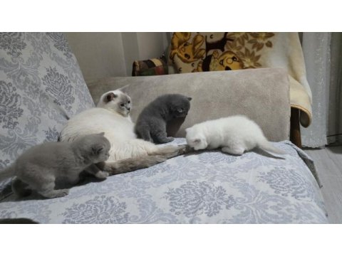 30 günlük british shorthair yavrular yeni evlerini arıyor