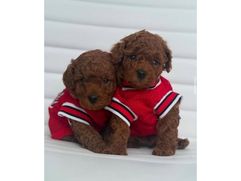 Özel toy poodle yavruları görüntülü görün