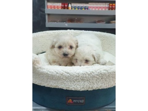 Maltipoo yavrularımız ırk ve sağlık garantilidir