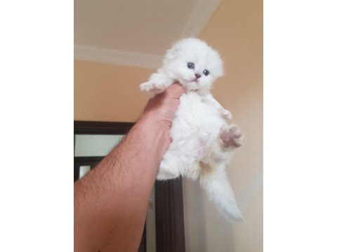 Scottish fold m beyaz mavi gözlü yavrular