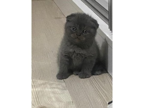 2 aylık scottish fold kedimiz sahiplendirilecek