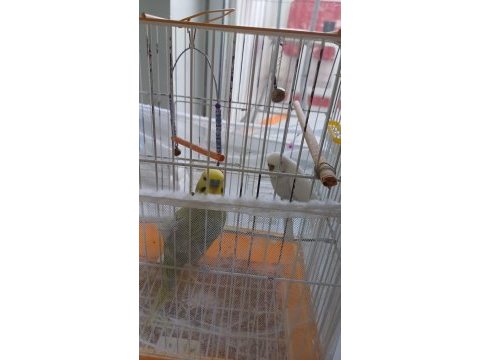 Muhabbet kuşlarımızı sahiplendirmek istiyoruz