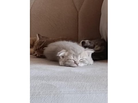 Erkek yavru scottish fold