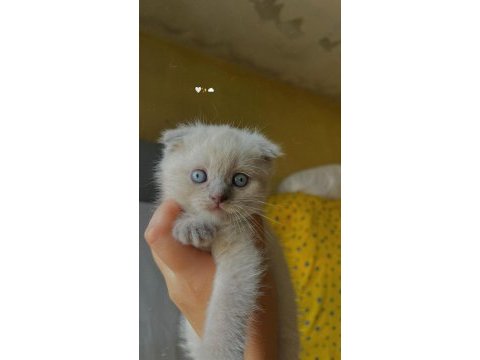 Scottish fold blue point yavru