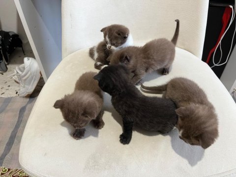 Scottish fold kediler