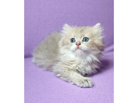 British longhair erkek