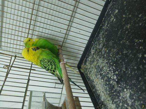 Show jumbo çift muhabbet kuşu