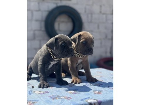 Cane corso yavrular