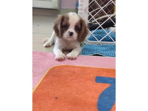 En iyi pedigreye sahip cavalier king charles yavrular