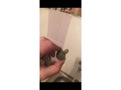 Kırmızı yanak su kaplumbağa