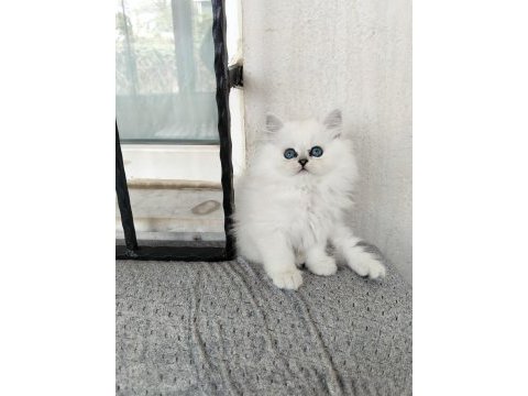Pamuk prenses british longhair kedimiz