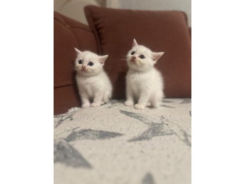 Tuvalet egıtımlı brıtısh shorthaır bebeklerımız