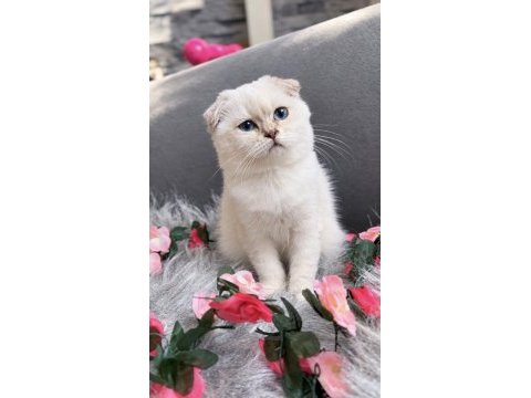 Muhteşem kalite sıfır kulak scottish fold