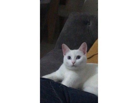 Angora kedisi