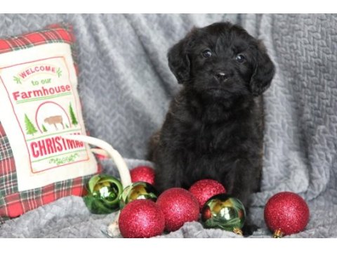 Safkan maltipoo bebekleri