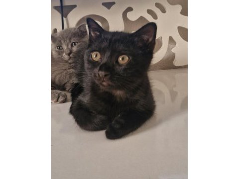 2 aylık yavrular eğitimleri tamam scottish fold