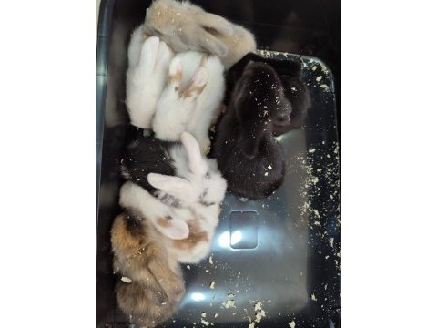 Yavru lop tavşan