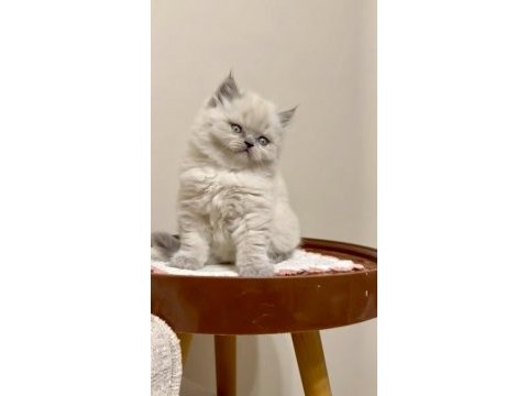 British longhair (bluepoint)