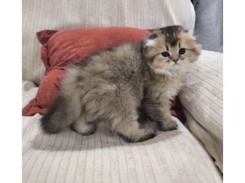 2 aylık golden scottish fold uzun tüylü