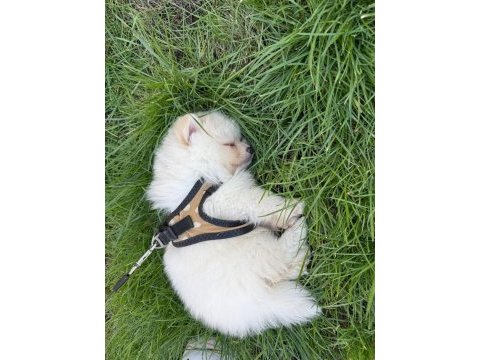 Pomeranian 3,5 aylık yavru köpeğimiz