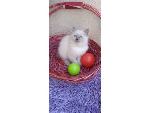 2 aylık british blue point yavru