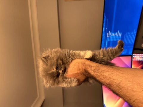 2 aylık muhteşem ve özel british longhair