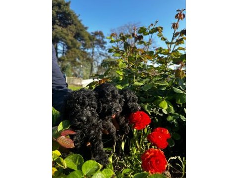 Toy poodle yavrular