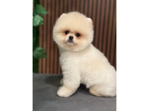 Ayı surat safkan pomeranian boo köpekler