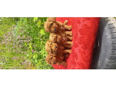 Bal böcekleri poodle köpekler