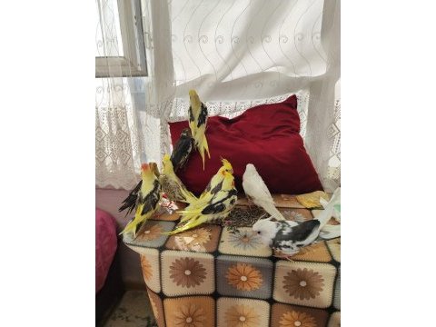 Ele alışık pier grey lutino sultan yavrular yeme düştü