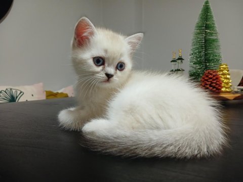 Safkan bırıtısh yavru