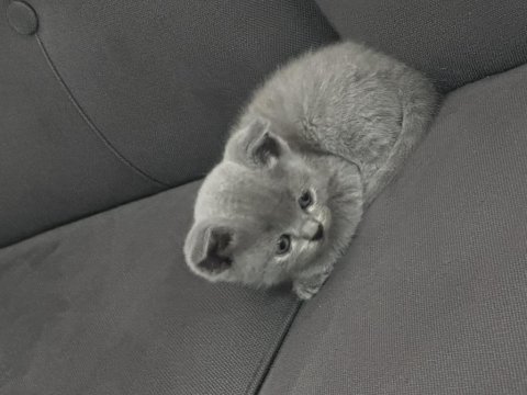 40 günlük british longhair