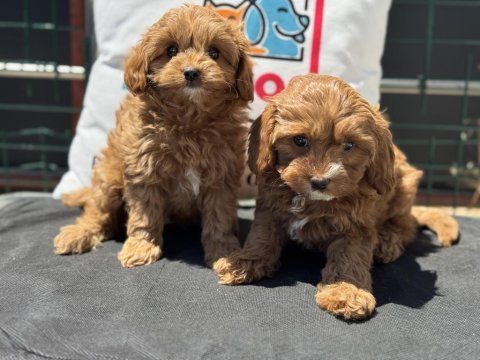 Wc eğitimli kore maltipoo yavrumuz ziyarete açık