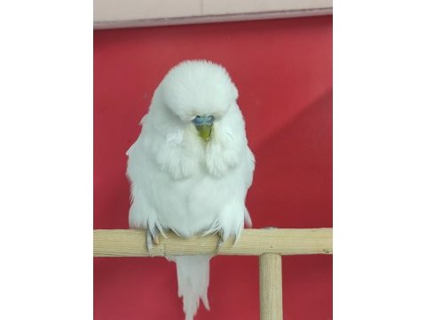 Show muhabbet kuşları