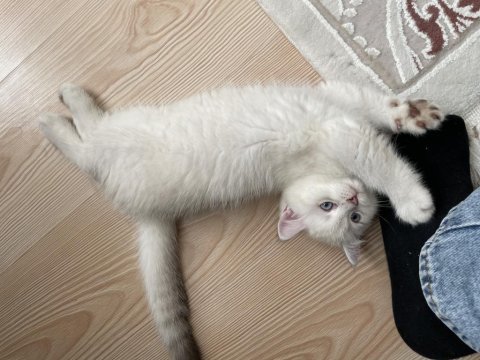 2 aylık erkek british kum ve mama alışkanlığı vardır