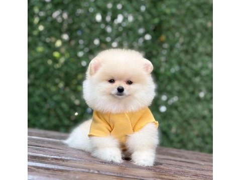 Yeni evlerine gitmeye hazır pomeranian yavruları