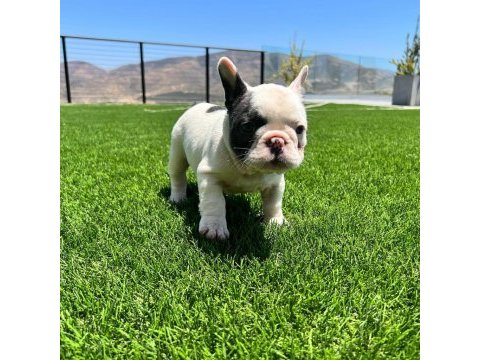 Pirate french bulldog puppies eğitimli