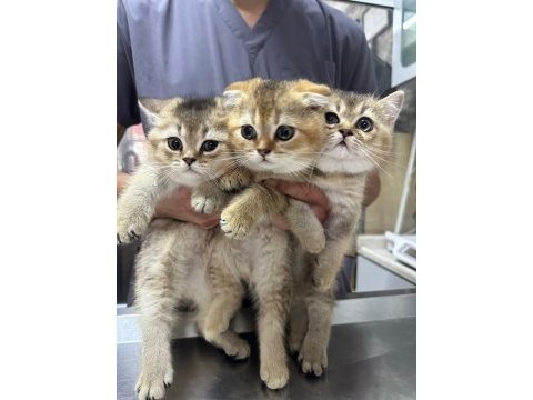 Safkan gold scottish fold yavrular anne baba şecerelidir