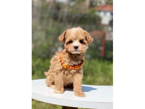 Sevimli maltipoo yavrular
