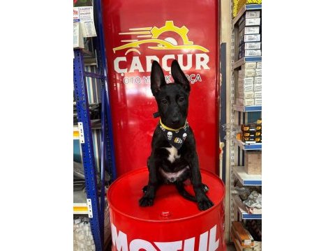 Belçika kurdumuz