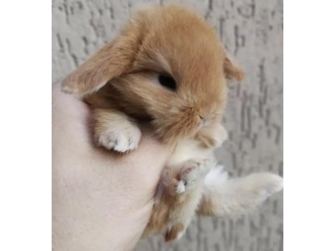 Orjinal safkan mini lop tavşanı bebeklerimiz
