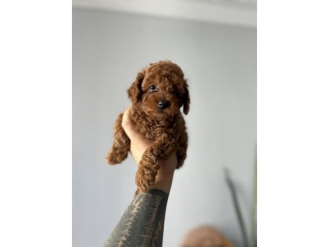 Toy poodle kore kan