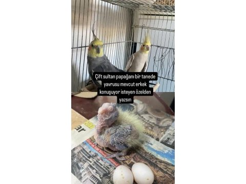 Hazır takım sultan papağanı birde yavrusu var